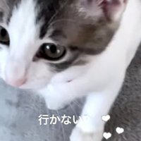 ママのところに来て鳴く子猫