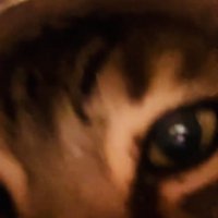 容器に顔を突っ込むアメリカンショートヘア