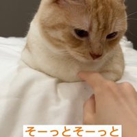 香箱座りをしている猫