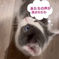 息子さんの声に戸惑う子猫