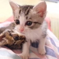 投稿者の体の上を歩く猫