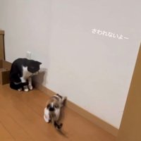 虫を見つけた2匹の猫
