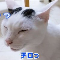 完璧にお返事するチロくん