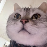 下から見た猫の顔3