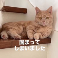 唖然とした様子でカメラを見つめるマンチカン
