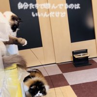 おもちゃで遊ぶラグドールとスコティッシュフォールド