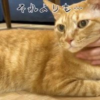 不服そうなまるとら