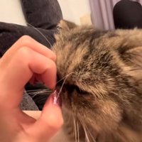 爪に顔を押し付ける猫