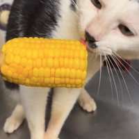 とうもろこしを舐めている猫