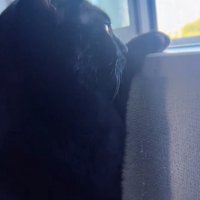 外を見続ける猫