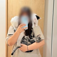 人に抱っこされる子猫と肩に乗る子猫たち