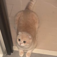 寝そべる猫