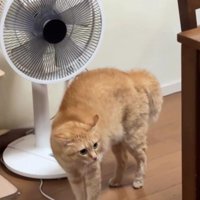 威嚇している猫