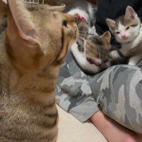 見上げるタロママ