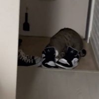 靴に顔を突っ込む猫
