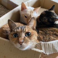 箱に詰まっている猫3匹