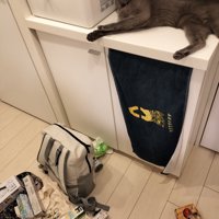 棚の上の物を落として、棚の上でくつろぐ猫