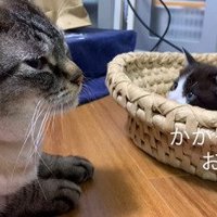 先住猫を見つめる子猫