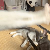 猫の下半身のアップと見上げる黒猫