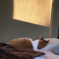 壁に顔を向けて横になっている茶トラ猫