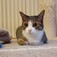 香箱で座るキジ白猫