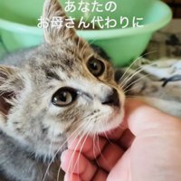 ケージの中でママに顎を撫でられる子猫
