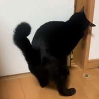 引き戸をこじ開ける猫