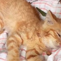 公園で横たわる猫2