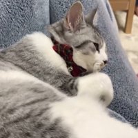 膝の上で寝転がる猫