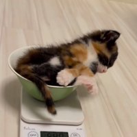 皿の中に入ってうたた寝する子猫