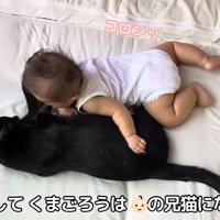猫と寝る赤ちゃん