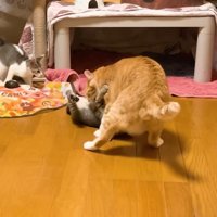 仰向けでじゃれるこうくん