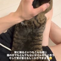 膝の上でまっすぐ伏せをしながら頭を撫でられる猫「もうどこにも行かないでほしいにゃ」