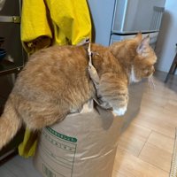 米袋に乗った猫