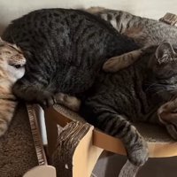 くっついて寝る3匹の猫
