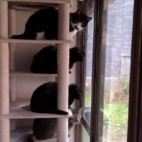 キャットタワーにいる猫たち