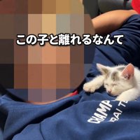 人の胸の上で寝る子猫