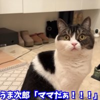 驚いた顔の猫