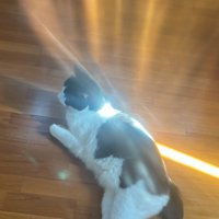 猫に光が跳ね返されているような写真