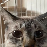 猫の顔