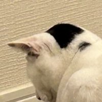 猫の後頭部