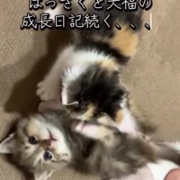 遊んでいる2匹の猫