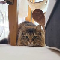 狙いを定める猫