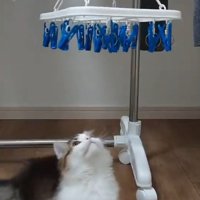 狙いを定める猫