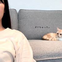 ソファに座った猫