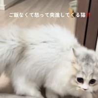 突進する猫
