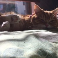 一瞬目を開ける猫