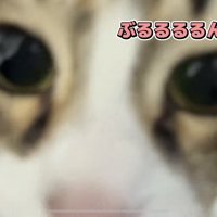 「ぶるるるるん」のテロップ写真