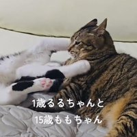 キジトラ猫にじゃれつくハチワレ猫