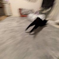 部屋の奥に走って行く猫の後ろ姿